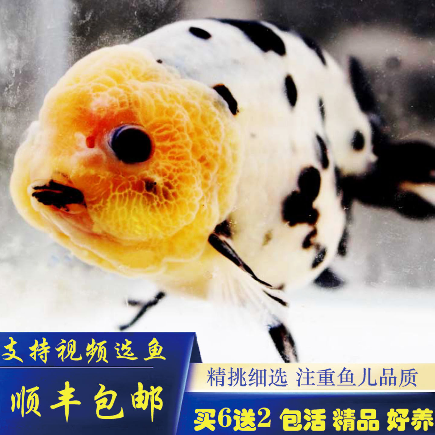 包活奶牛五花红白黑兰兰寿金鱼图片
