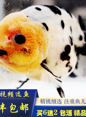 精品兰寿金鱼活鱼淡水冷水鱼观赏鱼包活好养奶牛五花红白黑兰寿