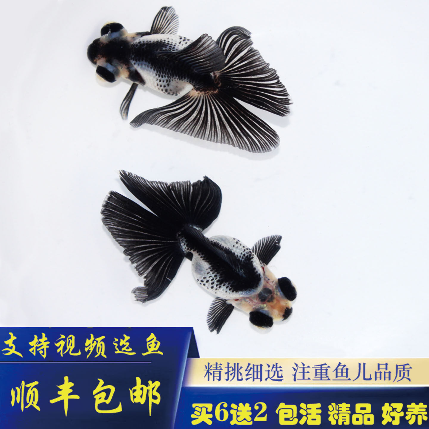 观赏鱼金鱼活鱼黑白熊猫蝶尾五花蝶尾红白蝶尾冷水鱼好活好养精品