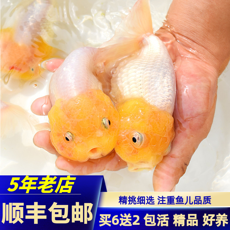 金鱼活鱼虎头菠萝头猫狮精品红白猫狮五花红顶虎狮稀有鱼包活好养