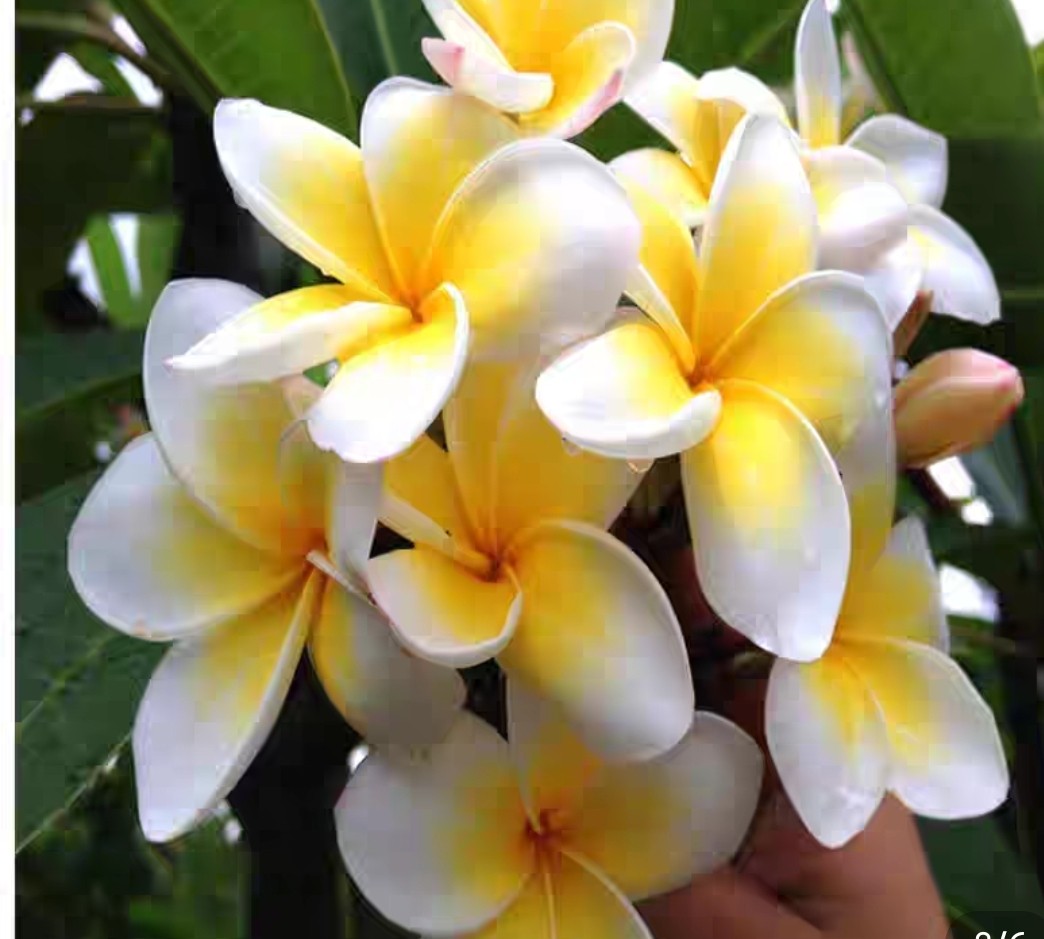 鸡蛋花苗蛋黄花树盆栽阳台庭院都可种植