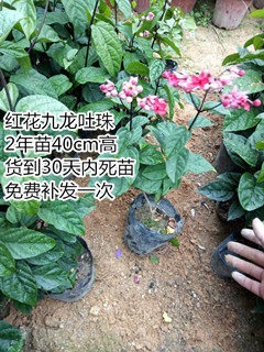 九龙吐珠 红花九龙吐珠 花苗盆