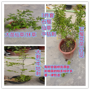 带盆栽活潮汕春草 抹草苗仙草 红花 盆栽锐叶小槐花茉草喜庆专用