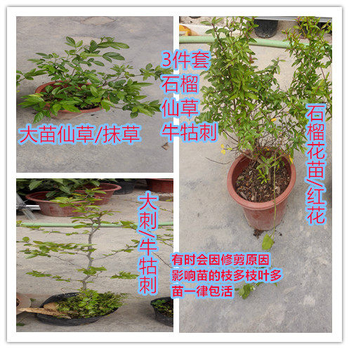 潮汕小槐花茉草喜庆专用盆栽