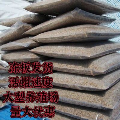 蝇蛆冷冻家蝇冻板冻品五谷虫高蛋白鱼虾饲料活体速冻无水龟鳖小宠