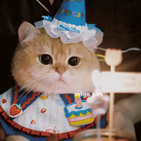 猫咪生日装扮宠物拍照道具围脖围巾围兜小型宠物口水巾布偶英短