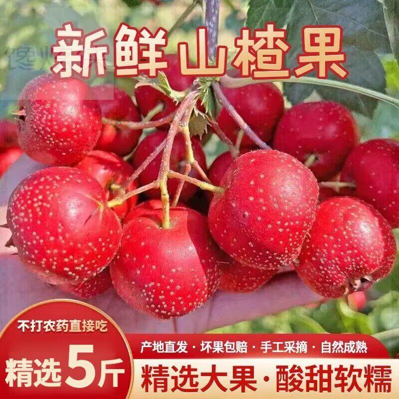 新鲜山楂生果大金星酸甜软糯应季水果现摘现发5斤装2024精品新果