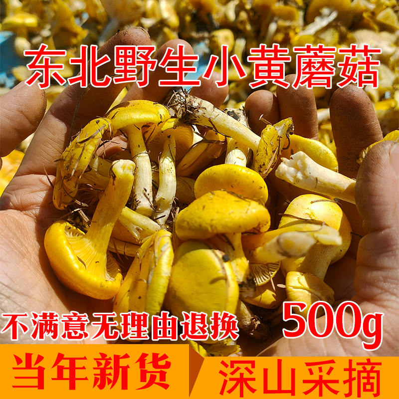 野生小黄蘑菇特级干货东北特产小鸡炖蘑菇500g包邮黄油松蘑煲汤菌