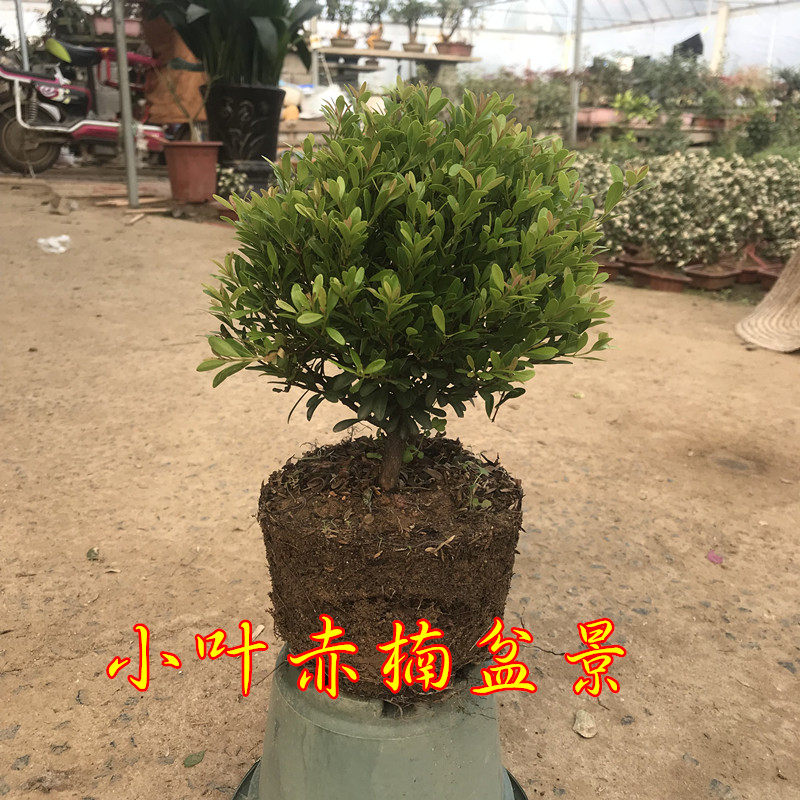 小叶赤楠盆景红杨黄杨金丝楠木盆栽客厅净化空气卧室杀菌阳台花卉