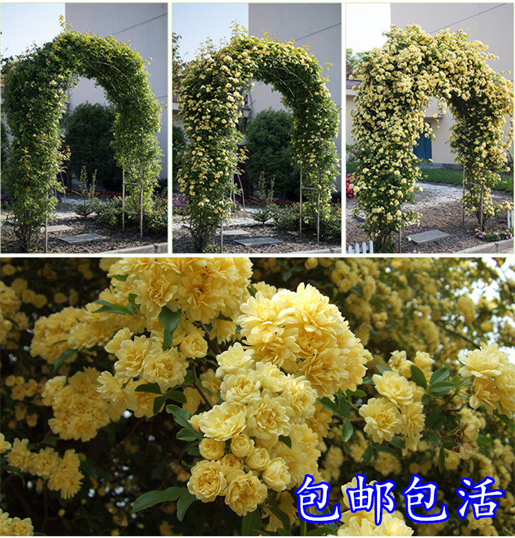 木香花苗庭院爬藤攀援植物浓香