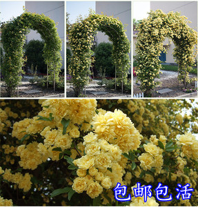 木香花苗庭院爬藤攀援植物浓香