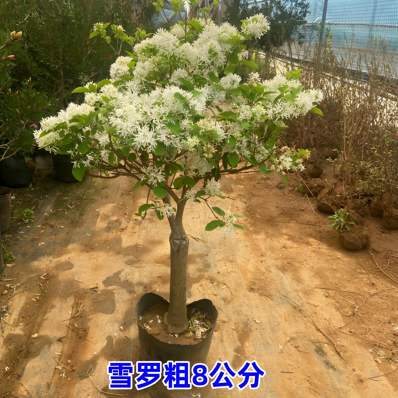 盆栽绿植室外庭院雪罗花树