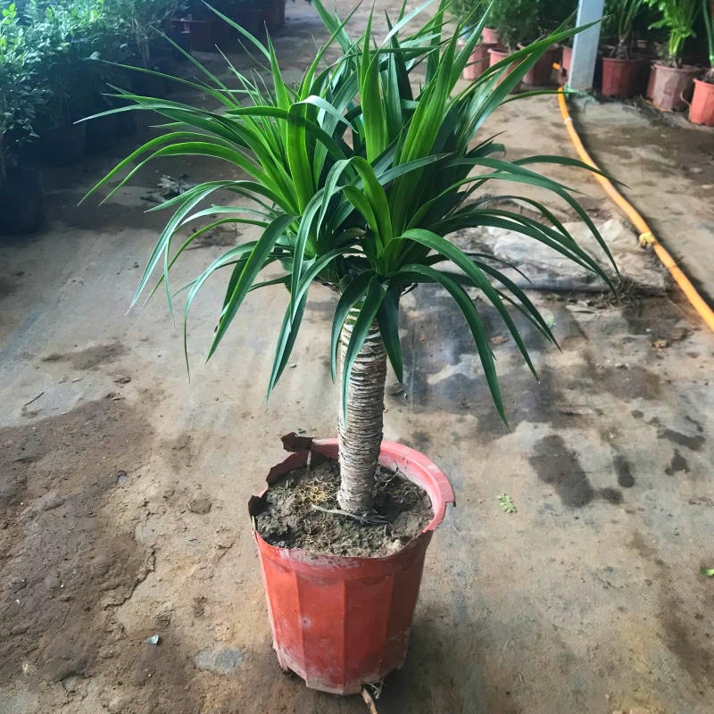 龙须树大型绿植多头龙血树
