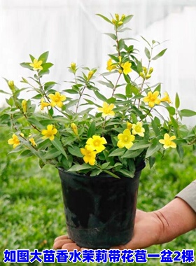 耐寒法国香水藤茉莉浓香带花苞四季长青黄色花卉庭院爬藤攀援植物