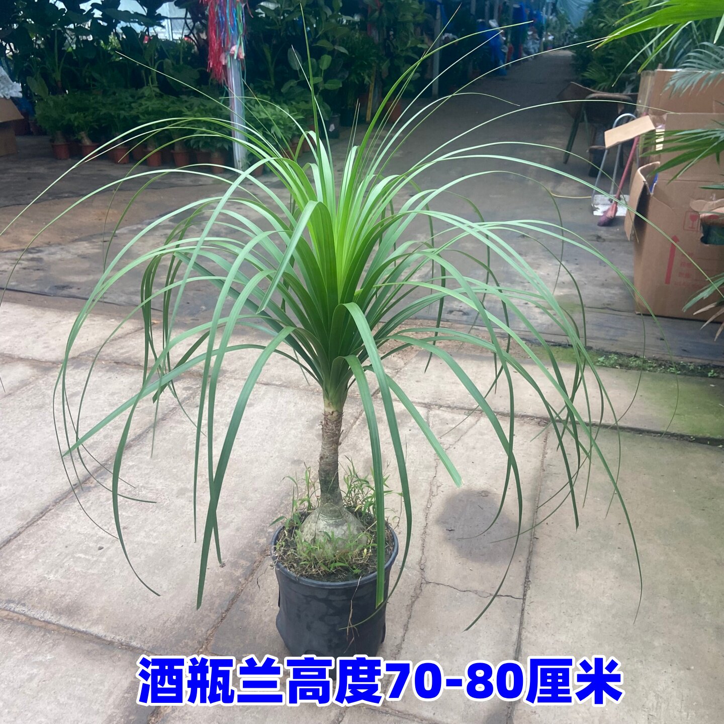 酒瓶兰水培室内花卉小苗老桩植物四季常青观叶盆栽好养盆景绿植