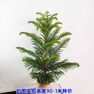 澳州南洋杉盆栽苗常绿节日树云杉室内圣诞树型植物南洋杉树苗耐寒