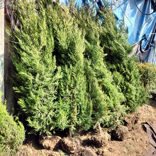 蜀桧柏刺柏宝塔柏松柏侧柏龙柏扁柏清明墓地松扫墓松园林绿化苗木