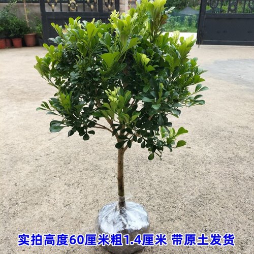 香水米兰喜阳耐晒植物室外庭院