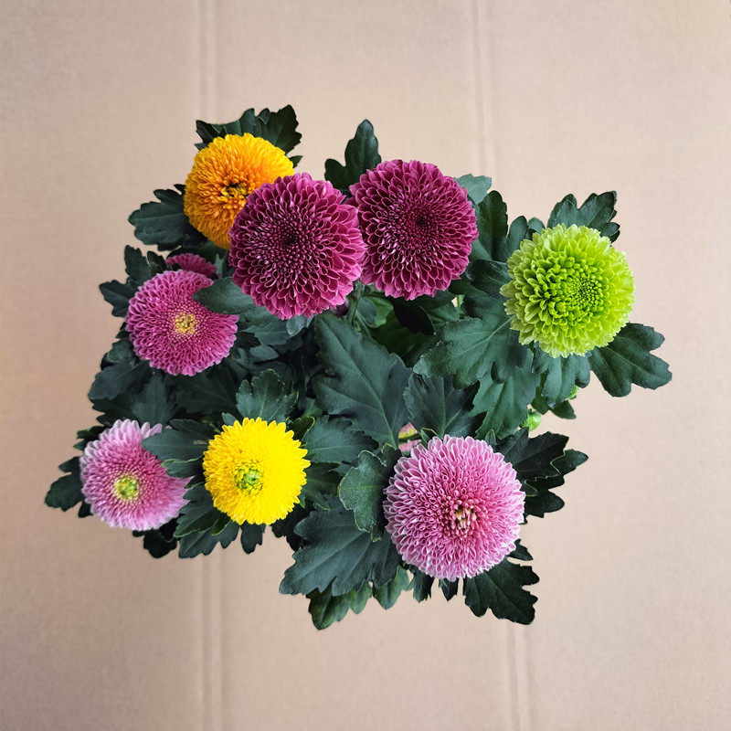 乒乓菊盆栽带花苞阳台庭院重瓣球形菊花苗春秋花期长花卉耐寒