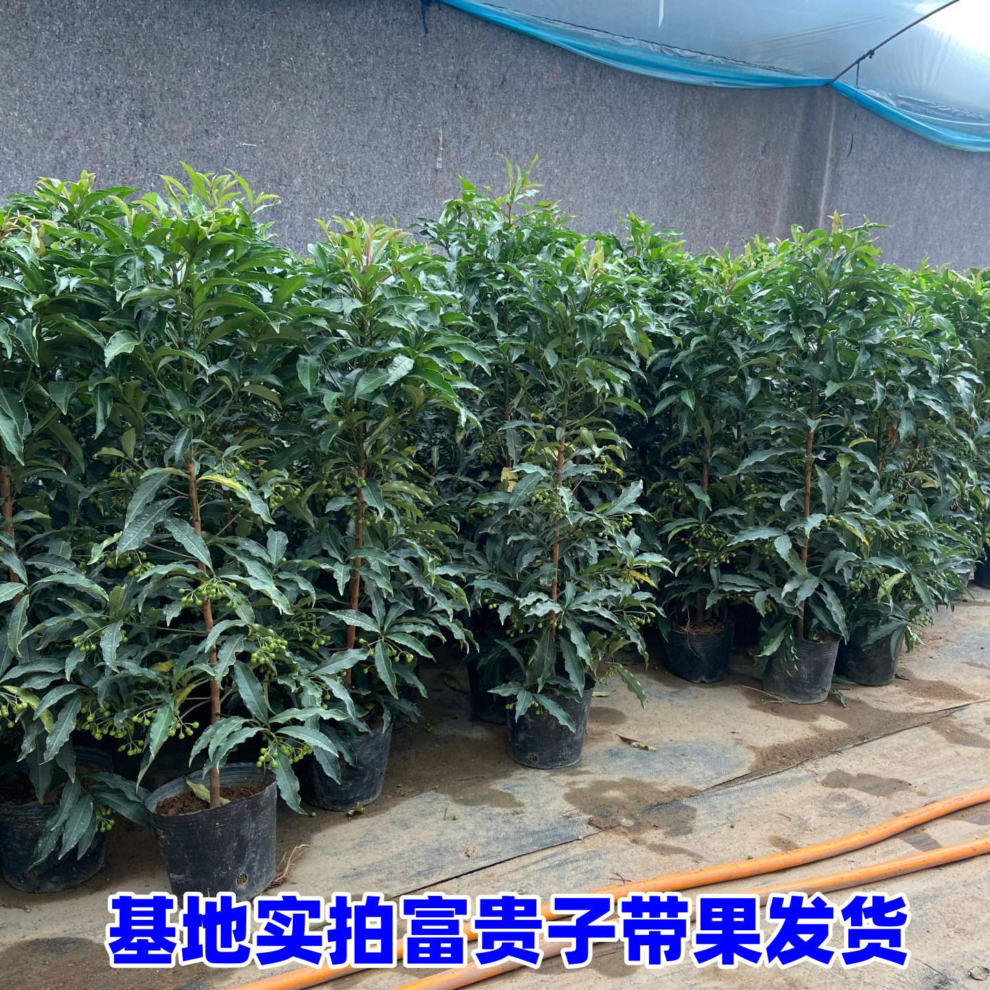 年宵花富贵籽盆栽黄金万两植物金玉满堂凉伞室内耐寒花卉红果子