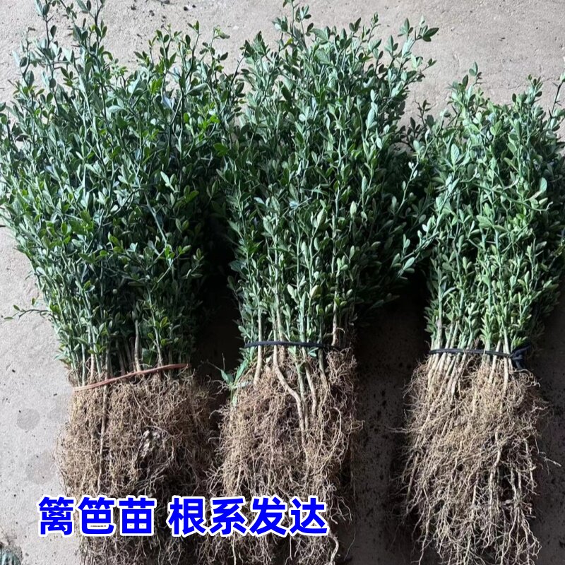 优质积壳苗枸橘苗柑桔嫁接砧木
