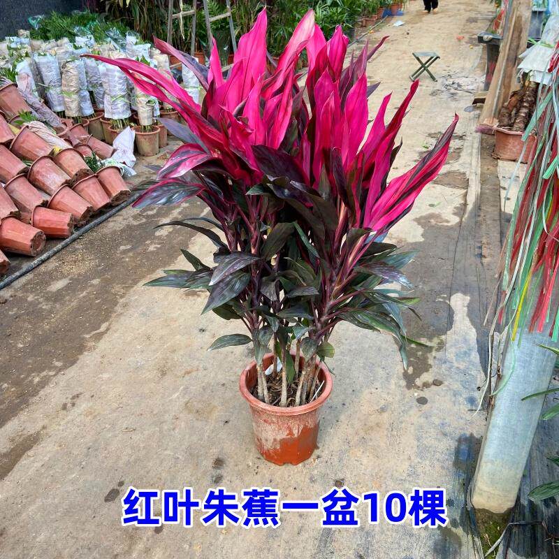 老桩红叶朱蕉盆栽室内客厅红叶观叶网红绿植植物好养活