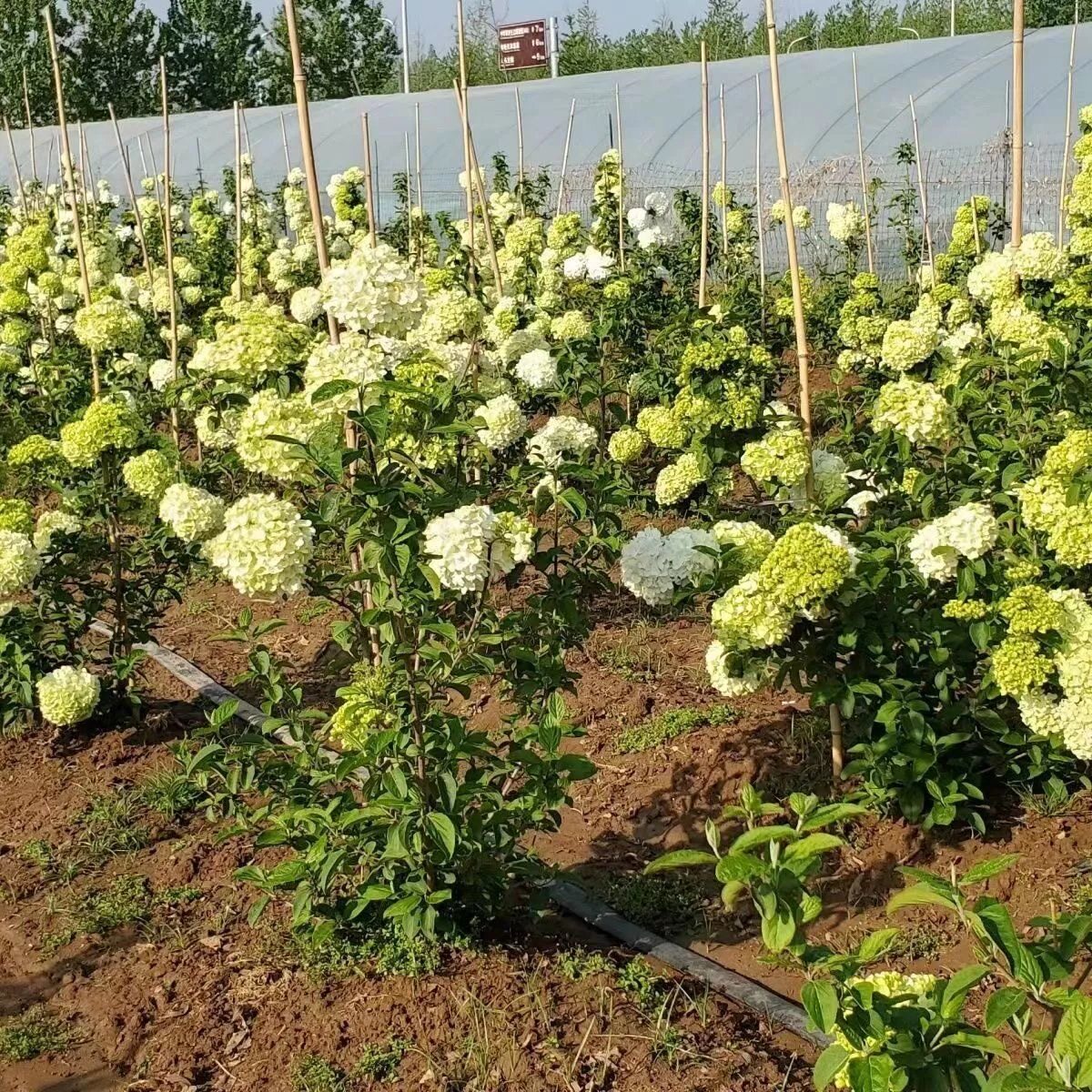 木本绣球树苗中华木绣球小花麻球斗球欧洲外庭院盆栽地栽耐寒花卉