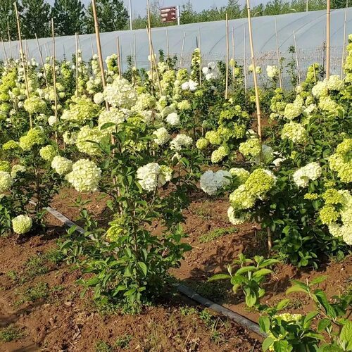 木本绣球树苗中华木绣球