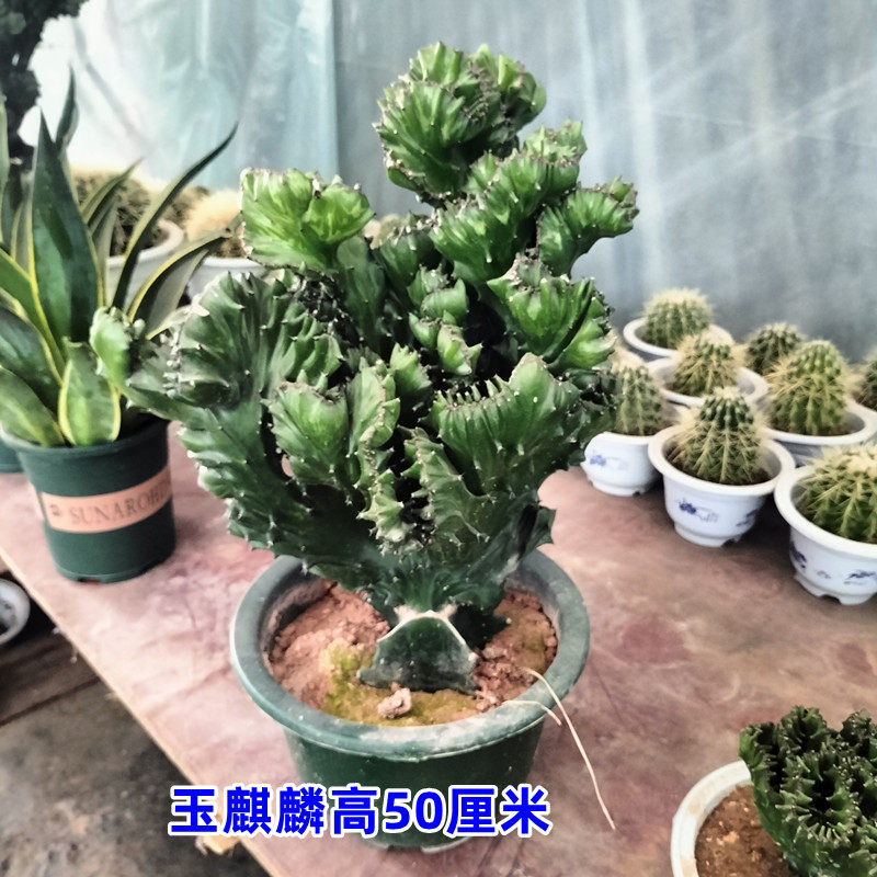 多肉植物玉麒麟盆栽花卉仙人掌麒麟掌室内吸甲醛防辐包邮