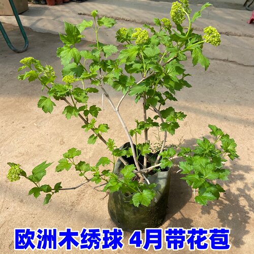 木本绣球树苗中华木绣球
