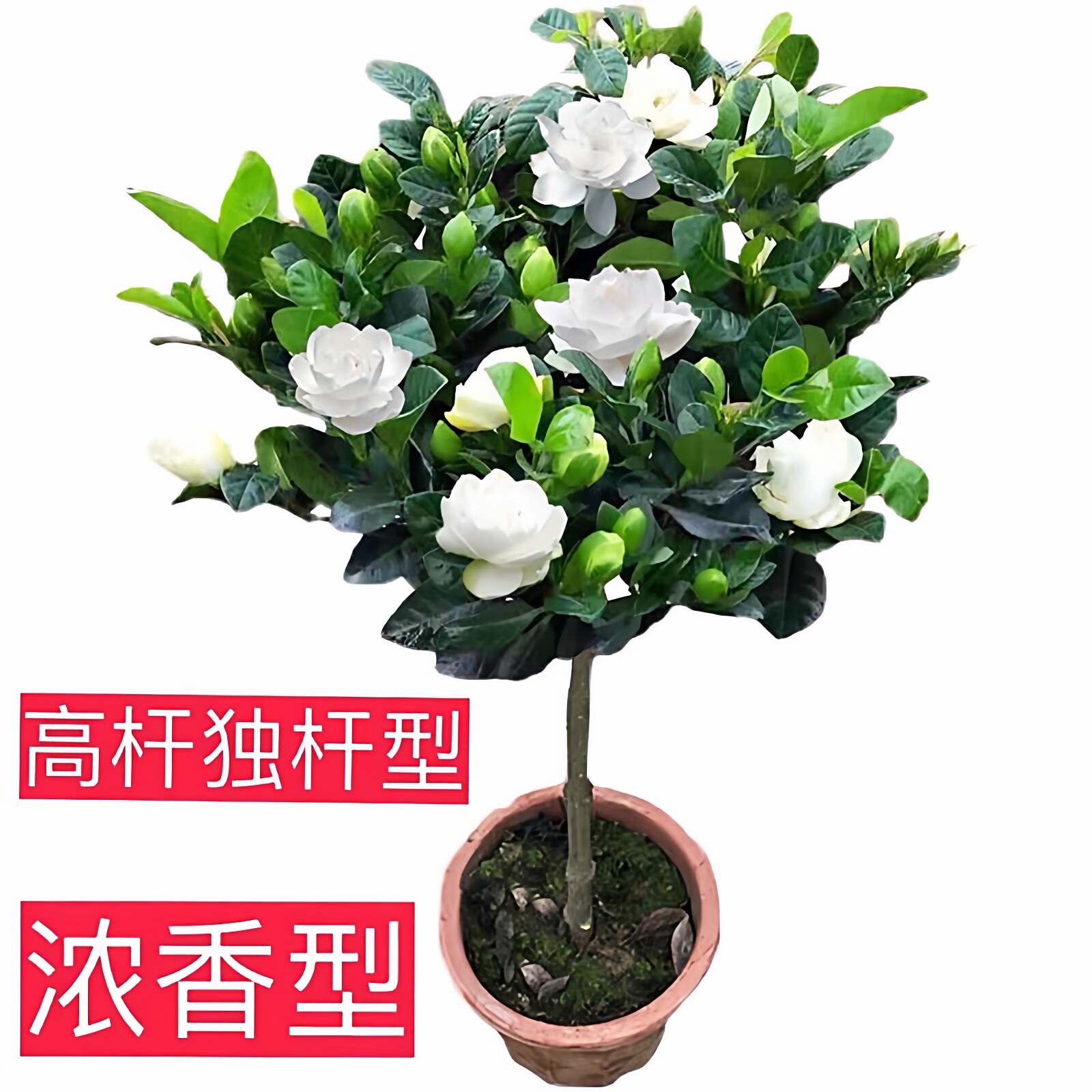 盆栽室内牡丹栀子花小叶栀子花大叶栀子花树苗庭院棒棒糖绿植
