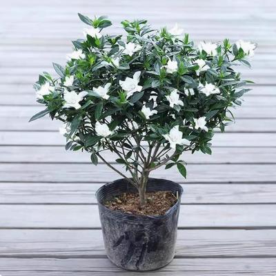 盆栽小叶雀舌浓香型绿植