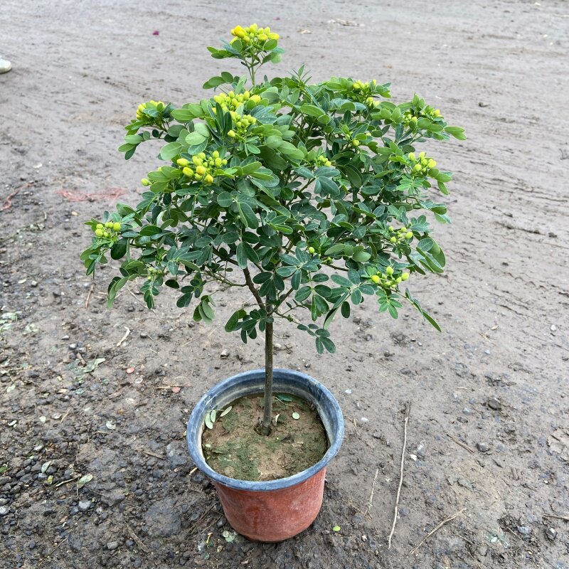 耐寒木本植物黄金梅盆栽室外花卉