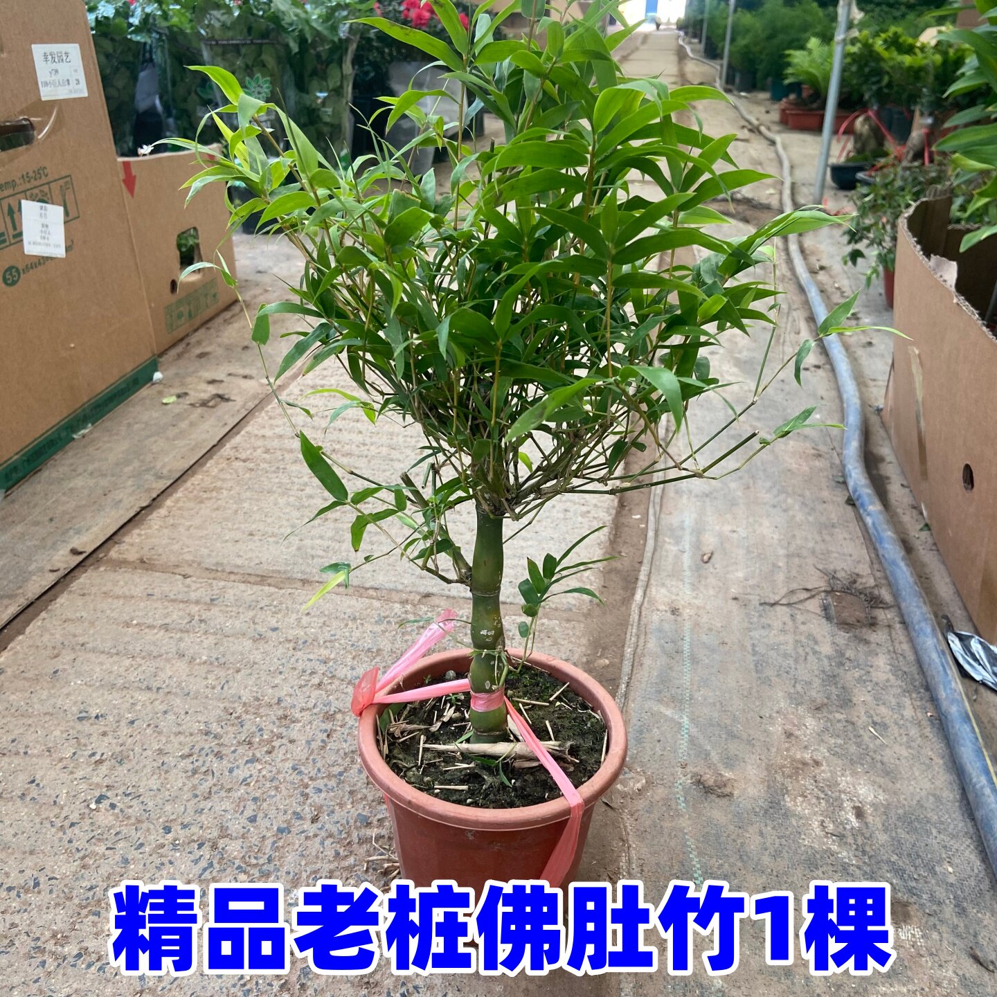 佛肚竹罗汉盆景室内观赏