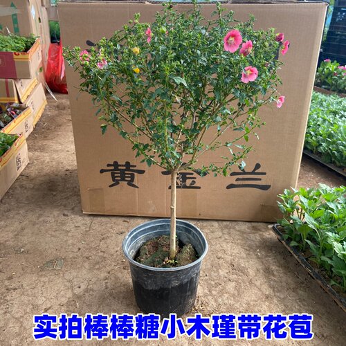 棒棒糖小木槿喜阳喜水植物