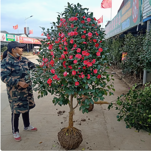茶梅树苗茶梅花苗茶梅球四季常青