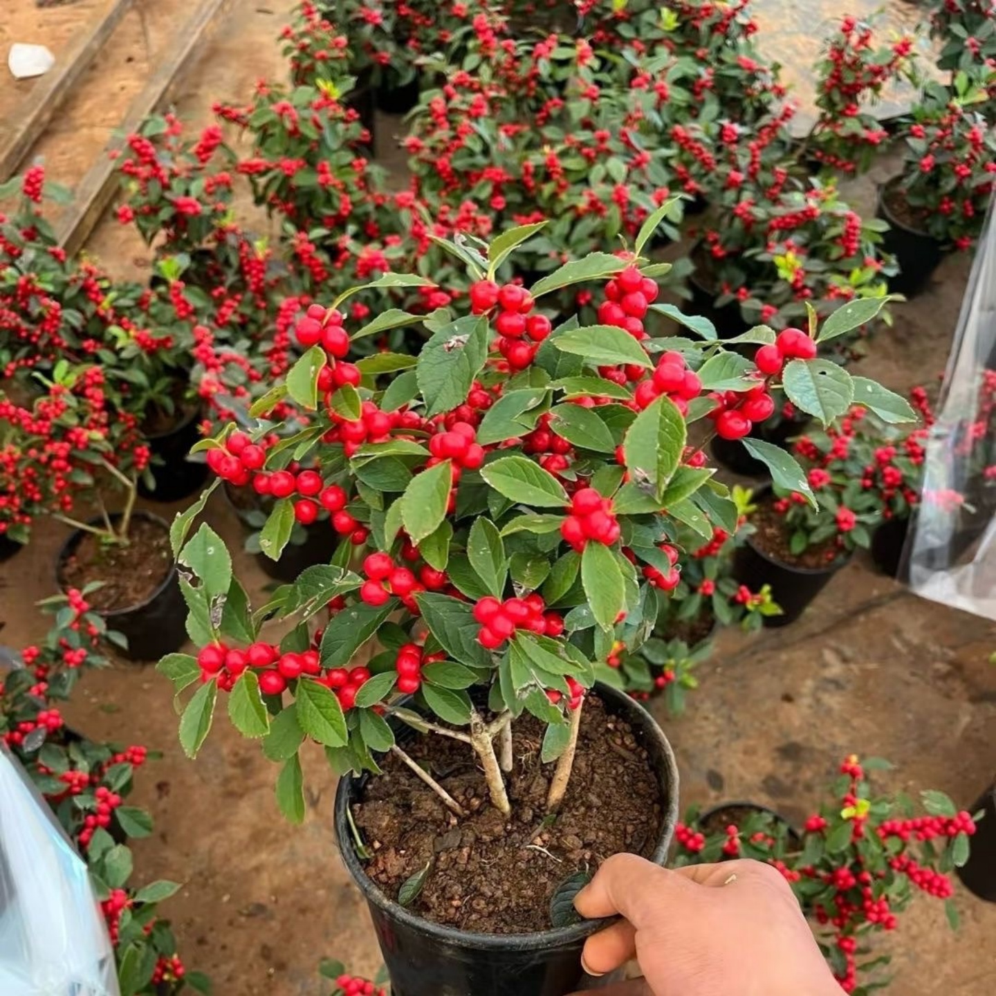 年宵花卉北美冬青树苗相思豆庭院鲜花盆栽地栽红果冬青苗盆景耐寒