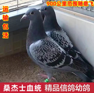 鸽子活体一对信鸽赛鸽血统鸽子代幼鸽种鸽捡漏运输包活
