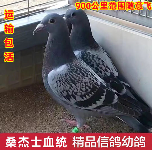 鸽子活体一对信鸽赛鸽血统鸽子代幼鸽种鸽捡漏运输包活