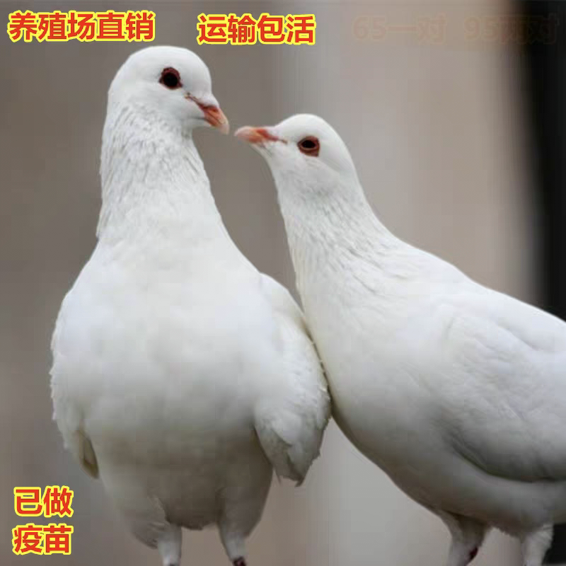 鸽子活体信鸽白羽王肉鸽一对青年乳鸽成年广场鸽放飞种鸽包活幼鸽