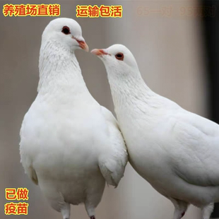 鸽子活体信鸽白羽王肉鸽一对青年乳鸽成年广场鸽放飞种鸽包活幼鸽
