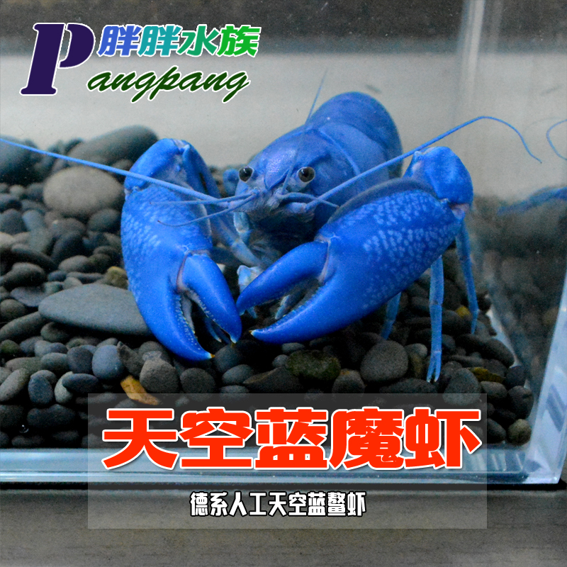 德系人工天空蓝魔虾特蓝宠物虾淡水观赏龙虾鳌虾饲养简单活体包邮