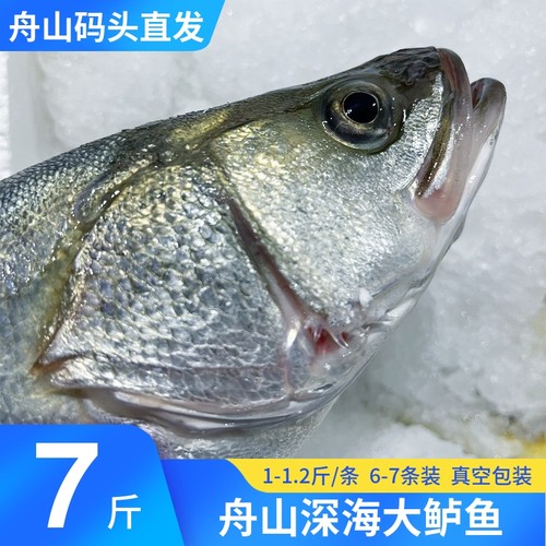冰鲜海鲈鱼顺丰冷链运送