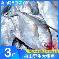 舟山鲳鱼新鲜海捕小白鲳鱼银鲳鱼鳊鱼平鱼深海鱼新鲜海鲜水产冷冻