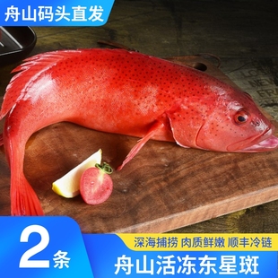 舟山东星斑红星石斑鱼新鲜冷冻冰鲜海鲜水产深海鱼约1-1.2斤/条