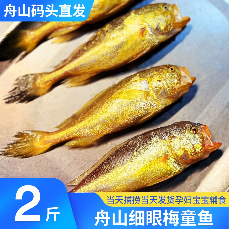舟山小眼梅童鱼梅子鱼梅鱼细眼新鲜捕捞冰鲜热气大头鱼大头宝黄鱼