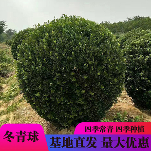 大叶黄杨球树苗球形龟甲冬青球小叶瓜子室外园林庭院绿化四季青