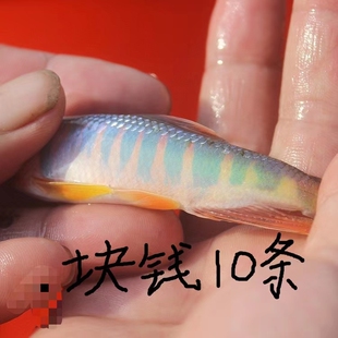 长鳍鱲原生鱼淡水类韶关高屏鱲马口宽鳍冷水观赏溪流发色群游耐养