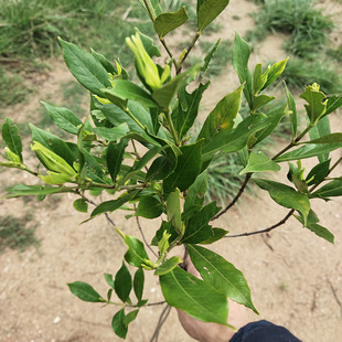山黄栀子花树苗绿植盆栽原生植物中药花茶盆景易活耐养四季常青