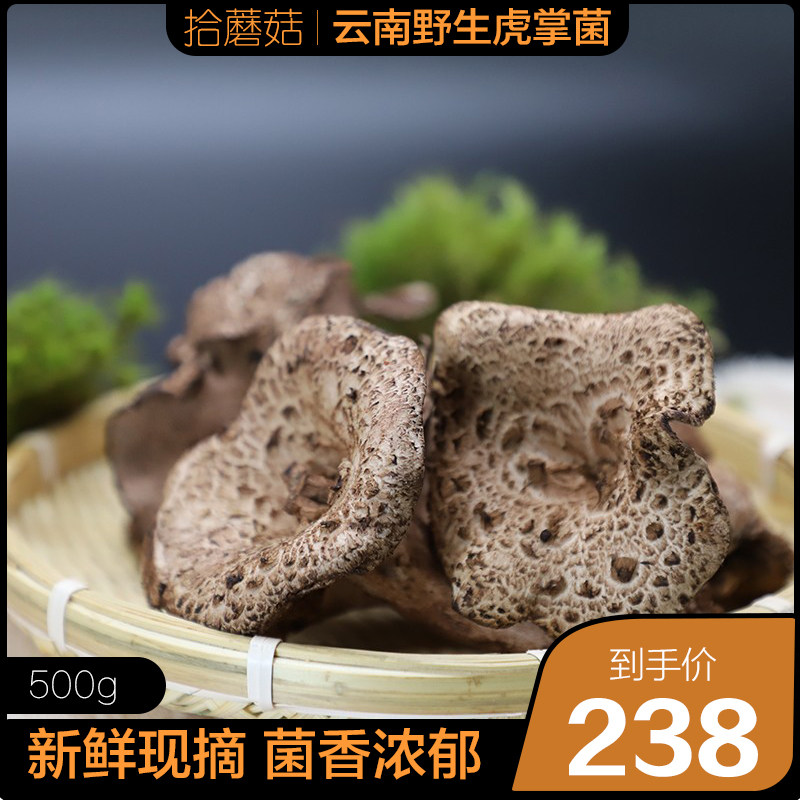 拾蘑菇 云南新鲜野生黑虎掌菌 老鹰菌 獐子菌 云南特产包邮500g